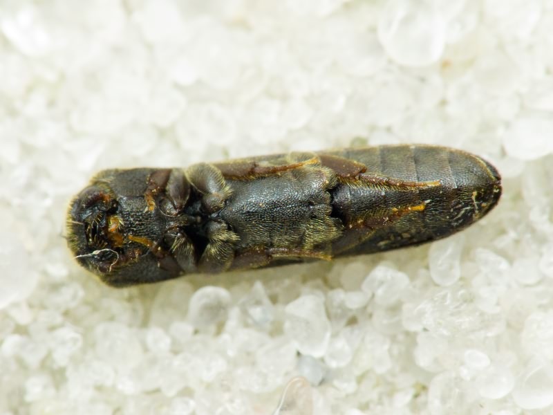 Melasis buprestoides (Linnaeus, 1761)